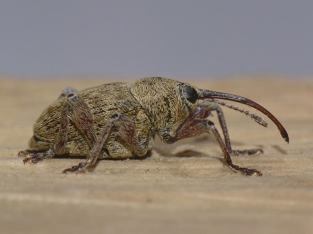 Curculio glandium